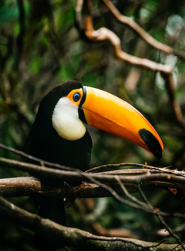 Encountering Wildlife in Colombia: A Nature Lover’s Paradise